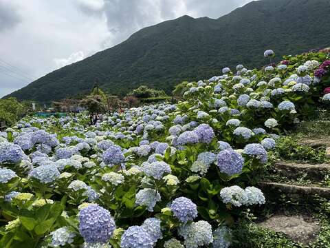 繡球花海美景(圖片來源：臺北市政府產業發展局)