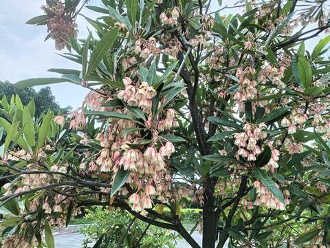 水石榕的花瓣邊緣會裂開成羽毛形狀，花帶清香。(圖片來源：臺北市政府工務局公園路燈工程管理處)
