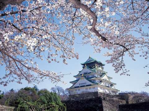 櫻花盛開的大阪城