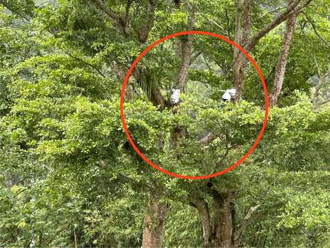臺灣藍鵲一家族，築巢於翡翠水庫管理局辦公室前樹上(圖片來源：臺北翡翠水庫管理局)