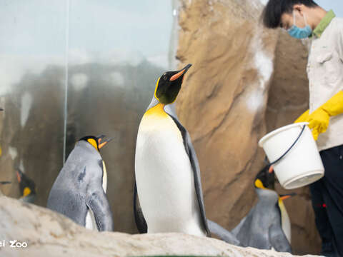 不對外開放的這10天當中，動物園的同仁們可以緊鑼密鼓地補強及更新動物們的室內外活動環境，例如，國王企鵝活動場的安全止滑鋪設(圖片來源：臺北市立動物園)