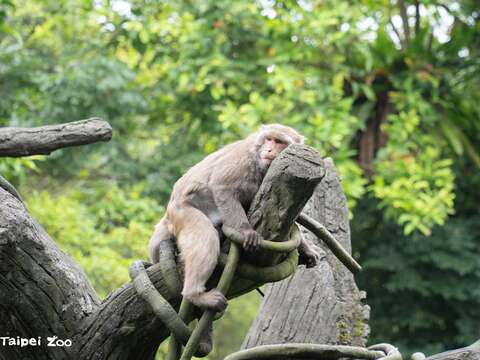 再次提醒動物園6月18日起休園至6月27日喔！別撲空啦！(圖片來源：臺北市立動物園)