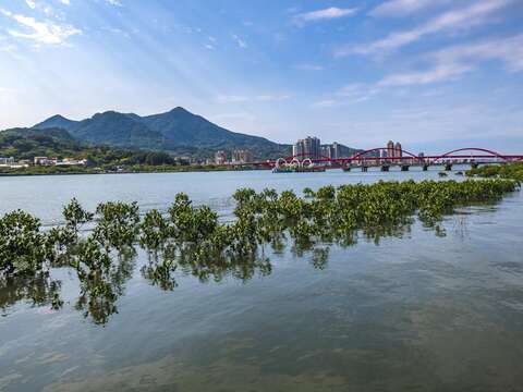 The Essence of a City Embraced by Nature