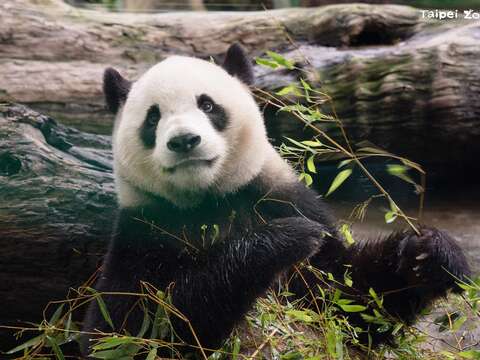 牙齒與健康息息相關,獸醫師將由牙齒保健開始談貓熊照護(圖為大貓熊圓寶)(圖片來源:臺北市立動物園)