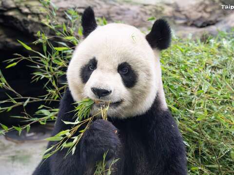 針對大貓熊圓圓的特別照顧,將以高齡動物關節照護開講(圖片來源:臺北市立動物園)