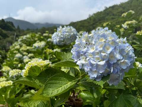 繡球花(圖片來源:臺北市政府工務局大地工程處)