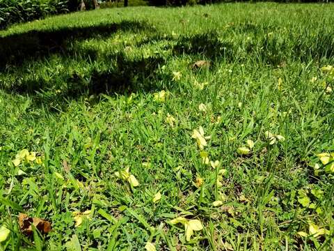 尤其盛開時隨風大量落下的花瓣似如雨下，有「黃金雨」美譽(圖片來源：臺北市政府工務局公園路燈工程管理處)