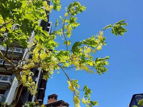 此時正逢畢業季，盛夏生命力似乎為畢業學生慶祝喝采般的旺盛(圖片來源：臺北市政府工務局公園路燈工程管理處)
