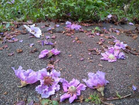 微風中隨微風而墜下的落花如同紫吹雪,是另一種「紫爆」浪潮襲來美感(圖片來源:臺北市政府工務局公園路燈工程管理處)