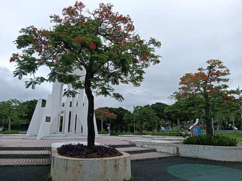 臺北典藏植物園附近的裝置藝術「祥和遍大地」周遭種植多株鳳凰木。(圖片來源:臺北市政府工務局公園路燈工程管理處)