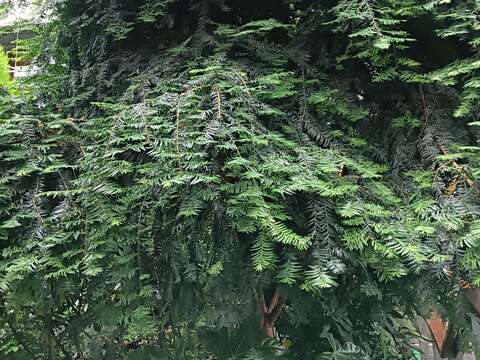 紅豆杉有藥用、雕刻、觀賞等利用價值,遭受嚴重盜採,因此被農委會列入瀕臨絕種(Endangered Species)植物名單中。(圖片來源:臺北市政府工務局公園路燈工程管理處)
