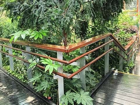 紅豆杉位於館內溫帶植物區。(圖片來源:臺北市政府工務局公園路燈工程管理處)