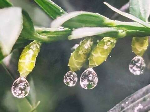 紅豆杉雌毬頂端一枚胚珠及授粉滴(志工陳中和拍攝)。(圖片來源:臺北市政府工務局公園路燈工程管理處)