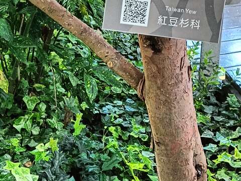紅豆杉樹幹略扭曲,樹皮紅褐色,不規則片狀剝落。(圖片來源:臺北市政府工務局公園路燈工程管理處)