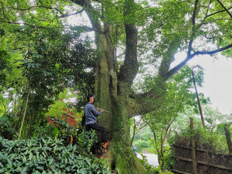 烏心石 橫嶺古道紅壇登山口(圖片來源:臺北市政府工務局大地工程處)