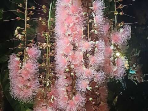 唯有夜間，才能捕捉穗花棋盤腳有如無聲煙火的夢幻身影(榮星志工黃桂珠提供)。(圖片來源：臺北市政府工務局公園路燈工程管理處)
