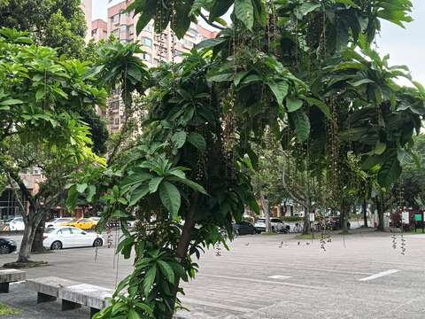 穗花棋盤腳的花穗約有一公尺長，白天只能看到一顆顆的花苞。(圖片來源：臺北市政府工務局公園路燈工程管理處)
