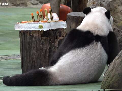 圓寶修長的身姿(圖片來源：臺北市立動物園)