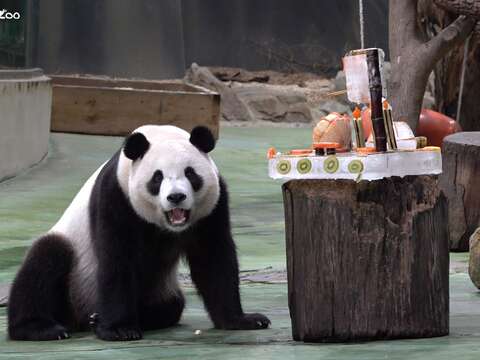 祝圓寶生日快樂！(圖片來源：臺北市立動物園)