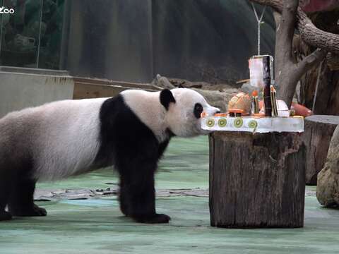 蛋糕有好多新鮮美味的食材(圖片來源：臺北市立動物園)