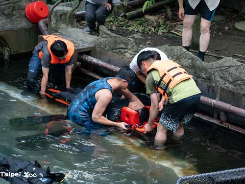 動物園同仁在不對外開放期間也接受了一系列的教育訓練課程與事故演練，例如潛水訓練(圖片來源：臺北市立動物園)