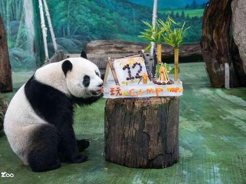 「圓仔」一出場就直奔生日蛋糕，鎖定紅蘿蔔大口啃下(圖片來源：臺北市立動物園)