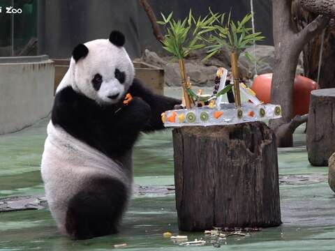 後場視角的「圓仔」享用蛋糕(圖片來源：臺北市立動物園)