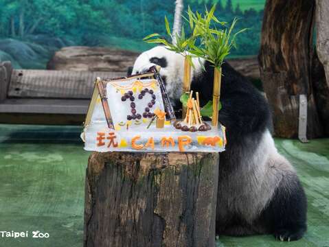 「圓仔」接著進攻作為「帳篷支架」的甘蔗(圖片來源：臺北市立動物園)