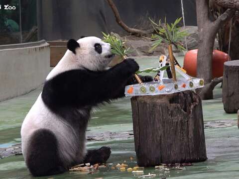 「圓仔」把吊床造型的竹桿拆下來(圖片來源：臺北市立動物園)