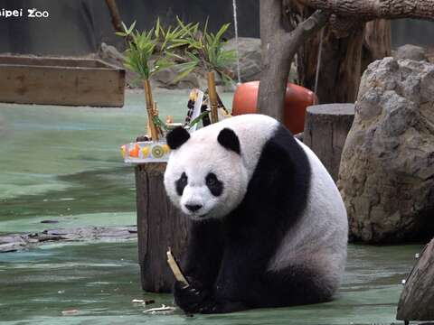 「圓仔」抓著甘蔗吃不停(圖片來源：臺北市立動物園)