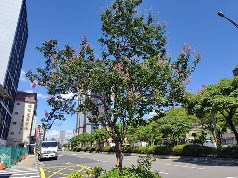 艋舺大道上的紫薇花景(圖片來源：臺北市政府工務局公園路燈工程管理處)