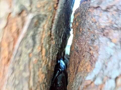 躲藏樹梢中的獨角仙(圖片來源：臺北市政府環境保護局廢棄物處理場)