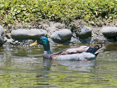 P20-23 漫遊-2-沿著南港公園湖畔漫遊，可見綠頭鴨悠遊的身影。