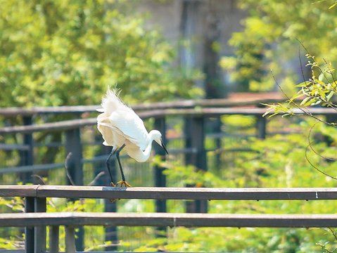 P20-23 漫遊-5-沿著新新公園的水上棧道漫步，可近距離觀察水鳥。