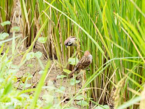 麻雀在稻田中自在的嬉戲、啄食稻米(圖片來源：臺北市立動物園)
