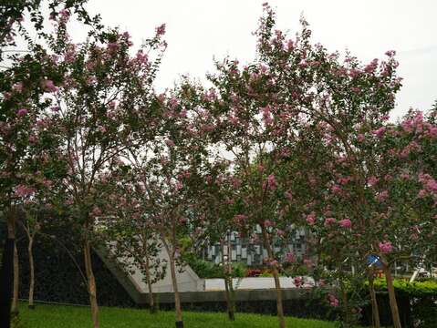 捷運5號出口旁的紫薇(圖片來源：臺北市政府工務局公園路燈工程管理處)