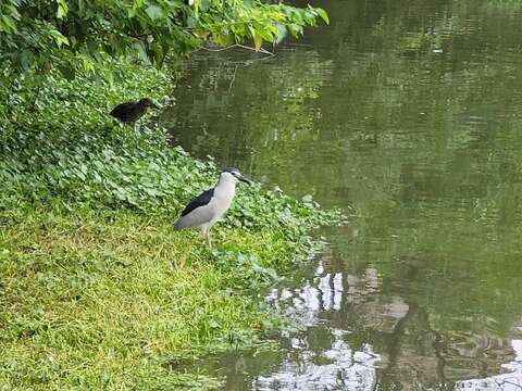 大安森林公園大生態池是臺北市中心難得的賞鳥據點(圖片來源：臺北市政府工務局公園路燈工程管理處)