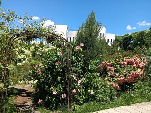 新生公園內粉葉金花有如夏日聖誕紅。(圖片來源：臺北市政府工務局公園路燈工程管理處)