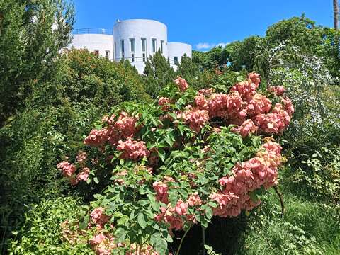 新生公園內粉葉金花有如夏日聖誕紅。(圖片來源：臺北市政府工務局公園路燈工程管理處)