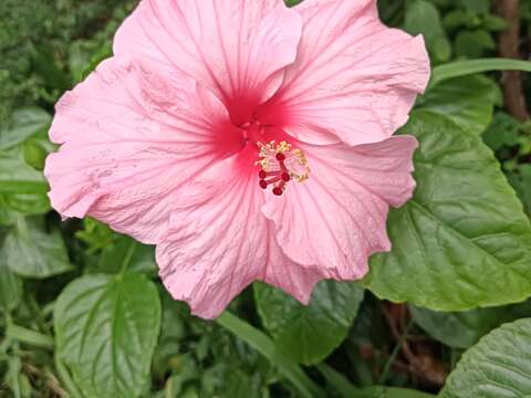扶桑花獨特的漏斗狀花形，花色有橙黃色、粉紅色、黃色等多種顏色呈現。(圖片來源：臺北市政府工務局公園路燈工程管理處)