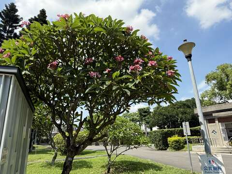 靠近花海區附近草皮區，種植多株充滿度假風情的緬梔。(圖片來源：臺北市政府工務局公園路燈工程管理處)
