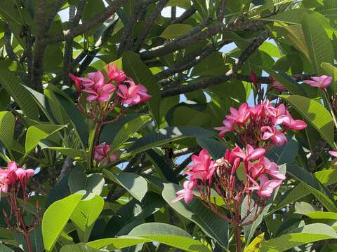 園區內還有較少見的紅花緬梔品種。(圖片來源：臺北市政府工務局公園路燈工程管理處)