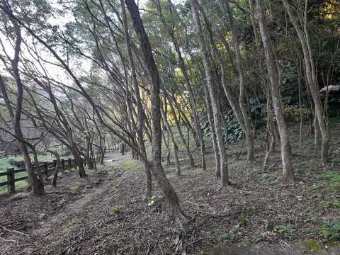 豹山溪步道最後一段栽種大量光蠟樹(圖片來源：臺北市政府工務局大地工程處)
