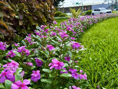 日日春展現繁茂，點綴市區夏日風景(圖片來源：臺北市政府工務局公園路燈工程管理處)