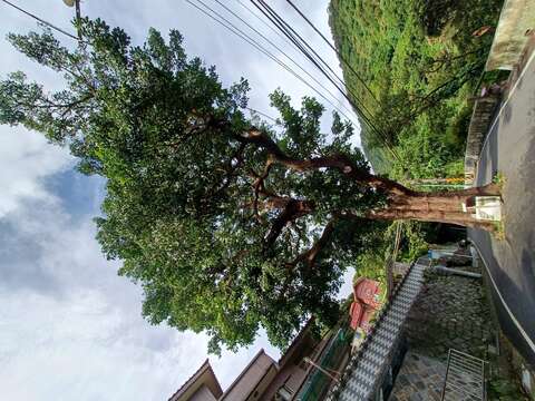 百年茄苳樹。(圖片來源：臺北市政府工務局大地工程處)