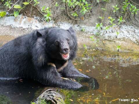 台北動物園で夏の清涼体験