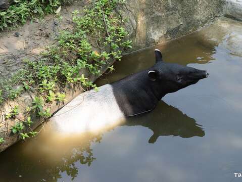 台北動物園で夏の清涼体験