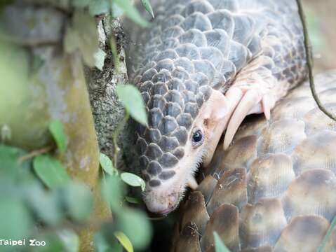 動物園救傷穿山甲莓果的孩子果皮趴在媽媽背上(圖片來源：臺北市立動物園)