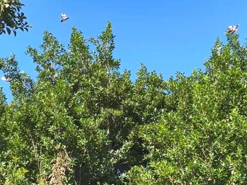 茄苳的果實吸引八哥、白頭翁、綠繡眼等鳥類飛來啄食(榮星志工施麗進拍攝)。(圖片來源:臺北市政府工務局公園路燈工程管理處)