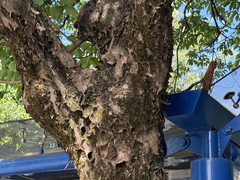 茄苳樹幹表皮粗糙,赤褐色樹皮,就像一位歷盡滄桑的長者,所以茄苳又名「重陽木」。(圖片來源:臺北市政府工務局公園路燈工程管理處)